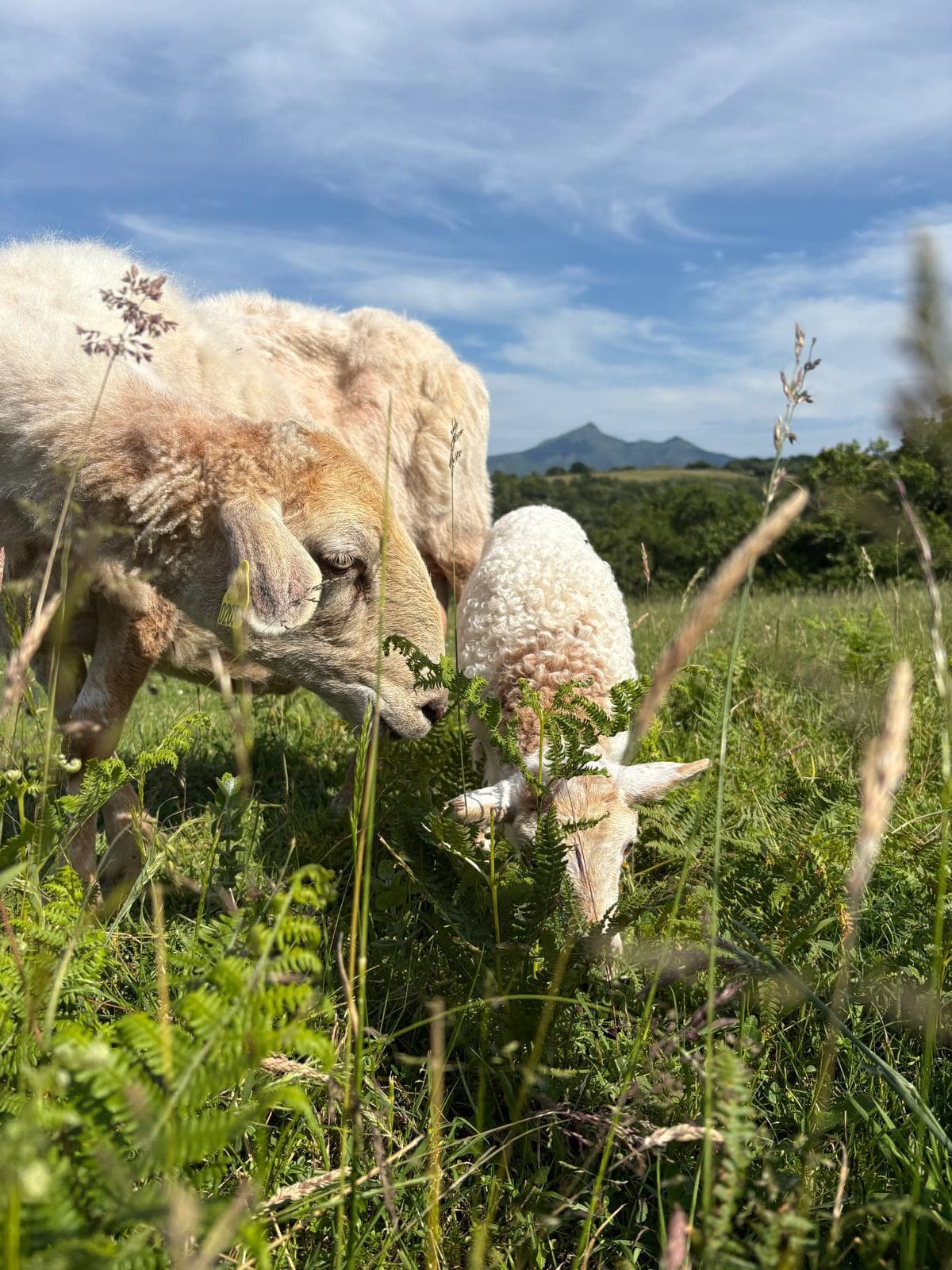 Brebis Manech Tête Rousse et son agneau paissant dans une prairie du Pays Basque